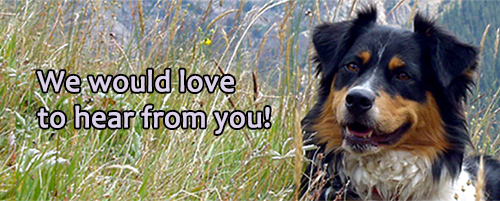 Positive Dog Training Contact in Loveland, Longmont, Berthoud, Mead, Johnstown, Hygiene, Lyons Colorado