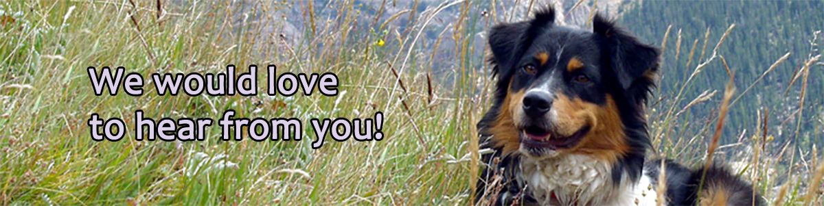 Positive Dog Training Contact in Loveland, Longmont, Berthoud, Mead, Johnstown, Hygiene, Lyons Colorado