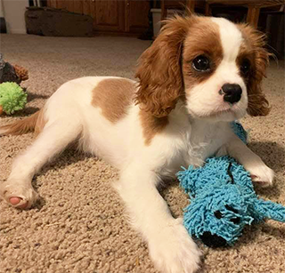 Positive Puppy Lessons in Longmont, Loveland, Berthoud Colorado